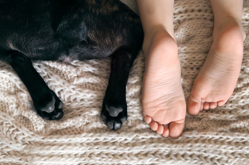 Animali domestici e allergie